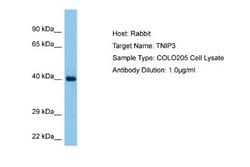 TNIP3 Rabbit anti-Human, Polyclonal, Novus Biologicals 0.1ml; Unconjugated:Antibodies,